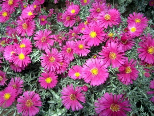 9月花開爭艷 6種菊花脫穎而出，密集綻放打造美妙花園家居