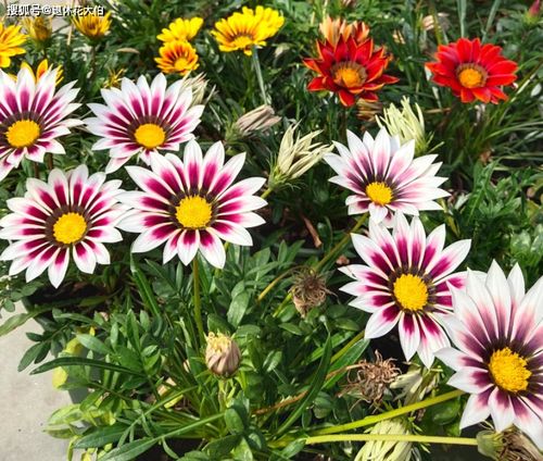 夏日賞花不止荷花 養幾盆勛章菊，花艷量多，5到12月開不停