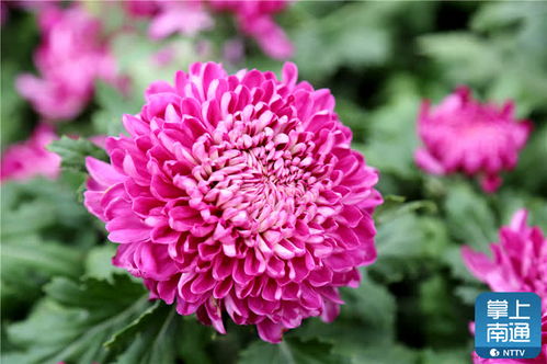 南通第30屆菊花展 紫瑯公園綻放金秋花海，用花量創歷史之最