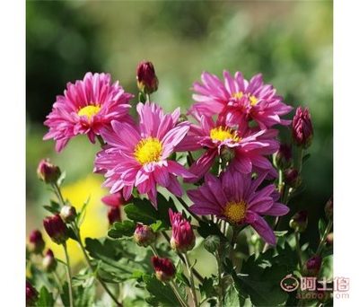 溢芳花卉園 地被菊種子，成就花海工程的秘密武器