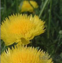 秋日雙絕 芙蓉花與菊花，誰才是你的庭院首選？