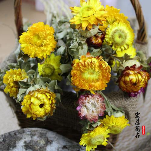 云南宏鷹花卉 小雛菊與七彩菊的永生藝術，批發裝飾新潮流