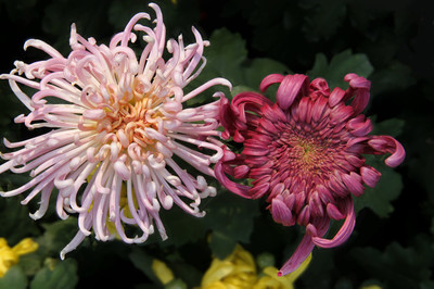 2012菊花爭艷 青城月下的花海銘記
