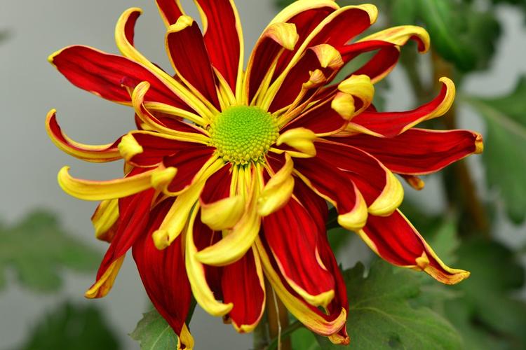 金秋菊韻 世界花卉大觀園菊花展邀您共赴花卉盛宴