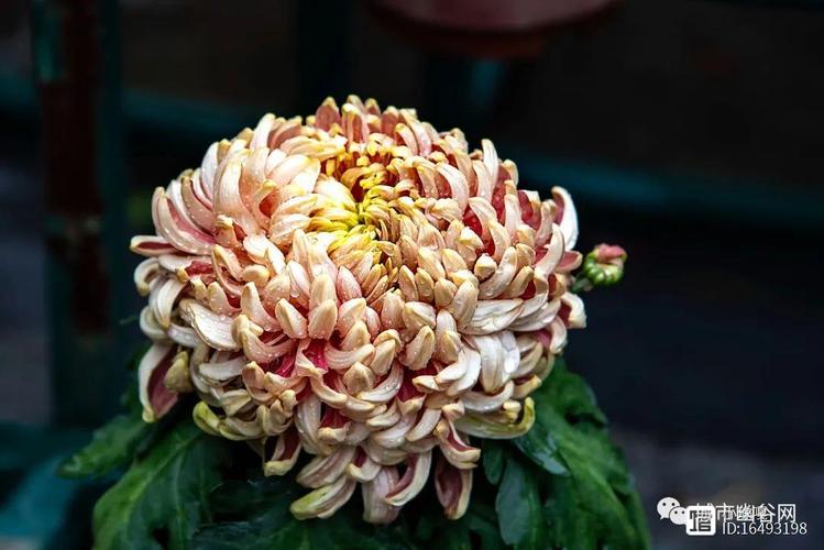 秋日風華 菊花的世界與常見品種介紹